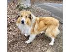 Oakley, Sheltie, Shetland Sheepdog For Adoption In Hazard, Kentucky