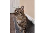 Colby, Domestic Shorthair For Adoption In Shakespeare, Ontario