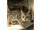 L-willow, Bengal For Adoption In Nanaimo, British Columbia