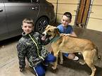 Duke, Terrier (unknown Type, Medium) For Adoption In Irwin, Pennsylvania