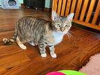 Autumn, Domestic Shorthair For Adoption In Colmar, Pennsylvania