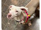 Diana, American Pit Bull Terrier For Adoption In Germantown, Ohio