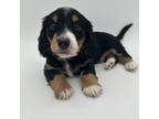 Dachshund Puppy for sale in Fairbank, IA, USA