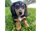 Dachshund Puppy for sale in Fairbank, IA, USA