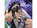 Adopt Loretta a German Shorthaired Pointer, Mixed Breed