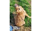 Adopt Ruffles a Labrador Retriever, Hound