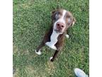 Adopt Hershey a Labrador Retriever, Australian Shepherd