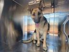 Adopt ESTRELLA a German Shepherd Dog