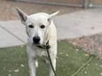 Adopt WINTER a German Shepherd Dog