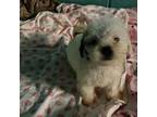 Maltipoo Puppy for sale in Parsons, TN, USA