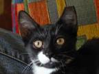 Adopt Independence MR a American Shorthair