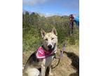 Adopt Rosie a German Shepherd Dog, Siberian Husky