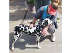 Adopt Aries ADOPTED a Dalmatian