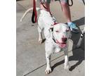 Adopt Velvet a Dalmatian