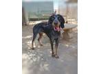 Adopt Belle & her blue ball in mouth! a Bluetick Coonhound