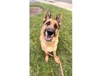 Adopt GRACE a German Shepherd Dog