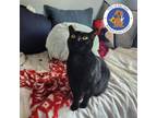 Adopt KHALOU a Domestic Short Hair