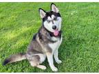 Adopt Miley a Siberian Husky