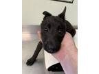 Adopt CHANI* a Belgian Shepherd / Malinois