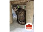 Adopt Amaryllis a Domestic Short Hair