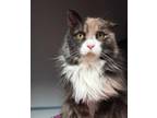 Adopt Cleo a Domestic Long Hair