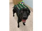 Adopt WILLOW a Labrador Retriever