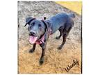 Adopt Wendy #6 a Black Labrador Retriever