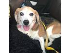 Adopt Tilly a Beagle