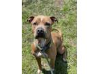 Adopt POOCHIE a American Staffordshire Terrier