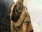 Adopt SALLY a Bunny Rabbit