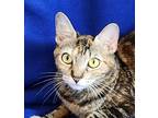 Adopt Lady Red a Domestic Short Hair, Tiger