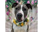 Adopt ALBANY a Pit Bull Terrier