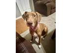 Adopt Mumsy a Vizsla, Labrador Retriever