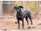 Adopt Lucy #14324 a Black Labrador Retriever