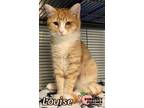 Adopt Louise a Domestic Short Hair