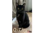 Adopt Q-Tip a Domestic Short Hair