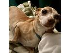 Adopt Rosie (NC) a Rat Terrier