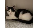 Adopt Posh Spice a Domestic Short Hair