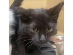 Adopt Scary Spice a Domestic Short Hair
