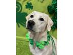 Adopt Emma a Labrador Retriever