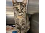 Adopt Mamacita a Domestic Short Hair