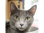 Adopt Maxine a Domestic Short Hair