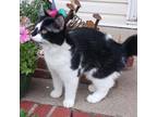 Adopt Poppy a Domestic Short Hair