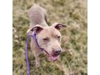 Adopt Sadie a Pit Bull Terrier