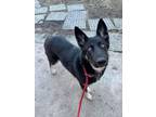 Adopt Giuliana a German Shepherd Dog