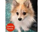 Adopt Biscuit a Pomeranian, Mixed Breed