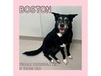 Adopt Boston a Catahoula Leopard Dog