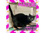 Adopt Maddie a Domestic Short Hair