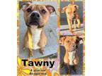 Adopt Tawny a Pit Bull Terrier, Beagle