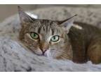 Adopt Laura a Tabby